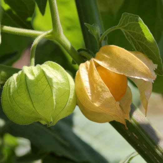Physalis<br>Peters Beste